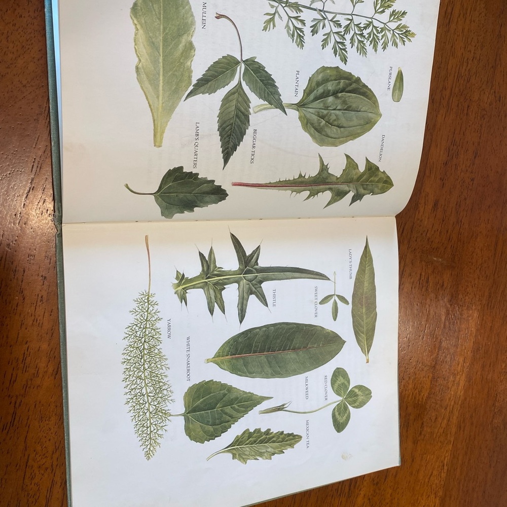 Vintage Wild Green Things In The City Book By Anne Dowden